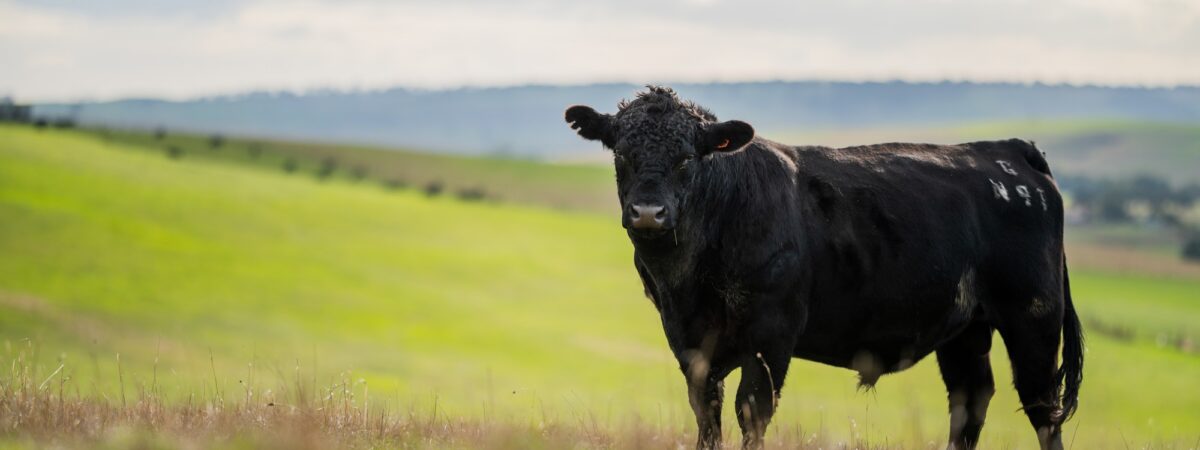 Aberdeen Angus - © William