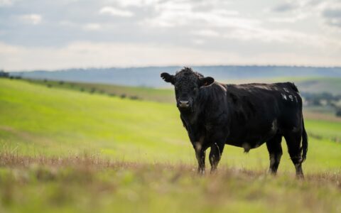 Aberdeen Angus - © William