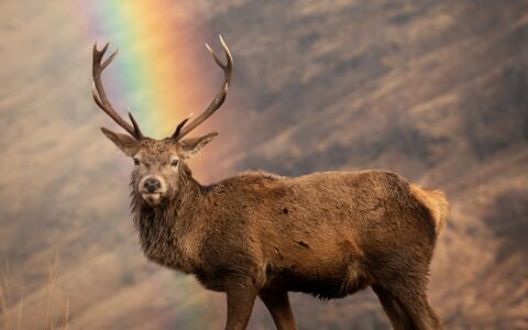 Un cerf écossais - © Chris