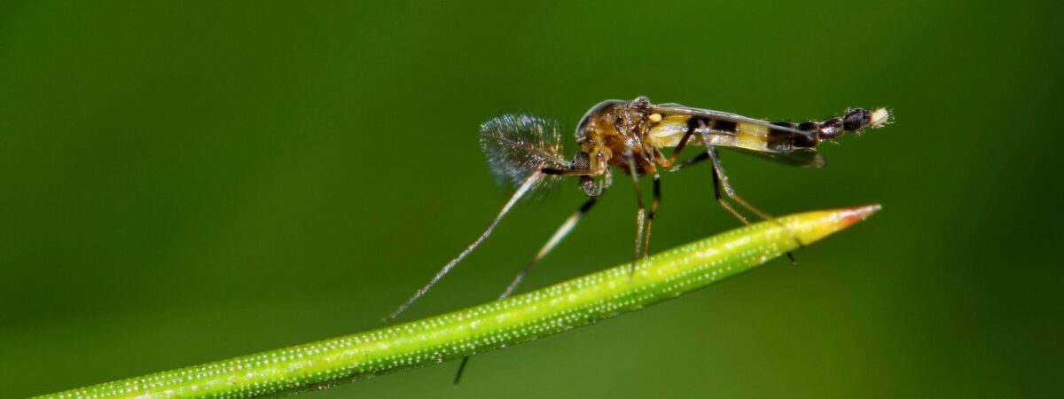 Un midge - © Brett