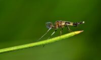 Un midge - Brett